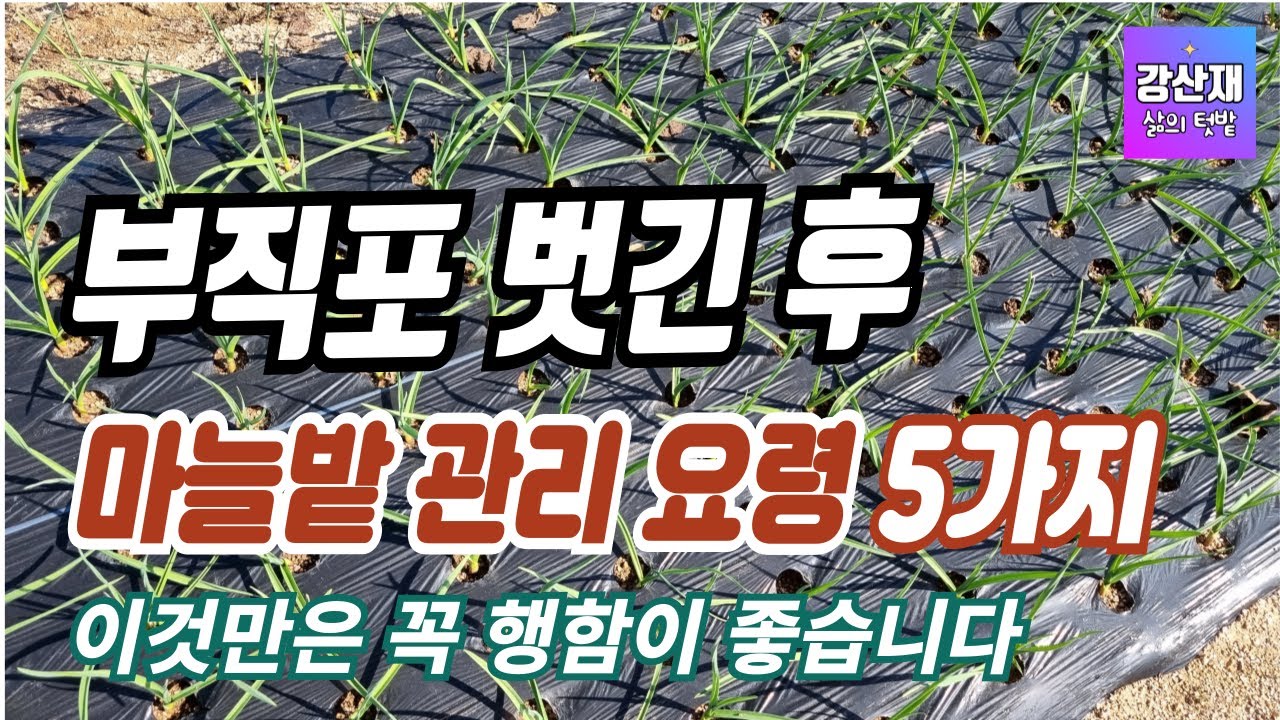 [텃밭] 부직포 벗긴 후 마늘밭 관리에 대한 요령입니다