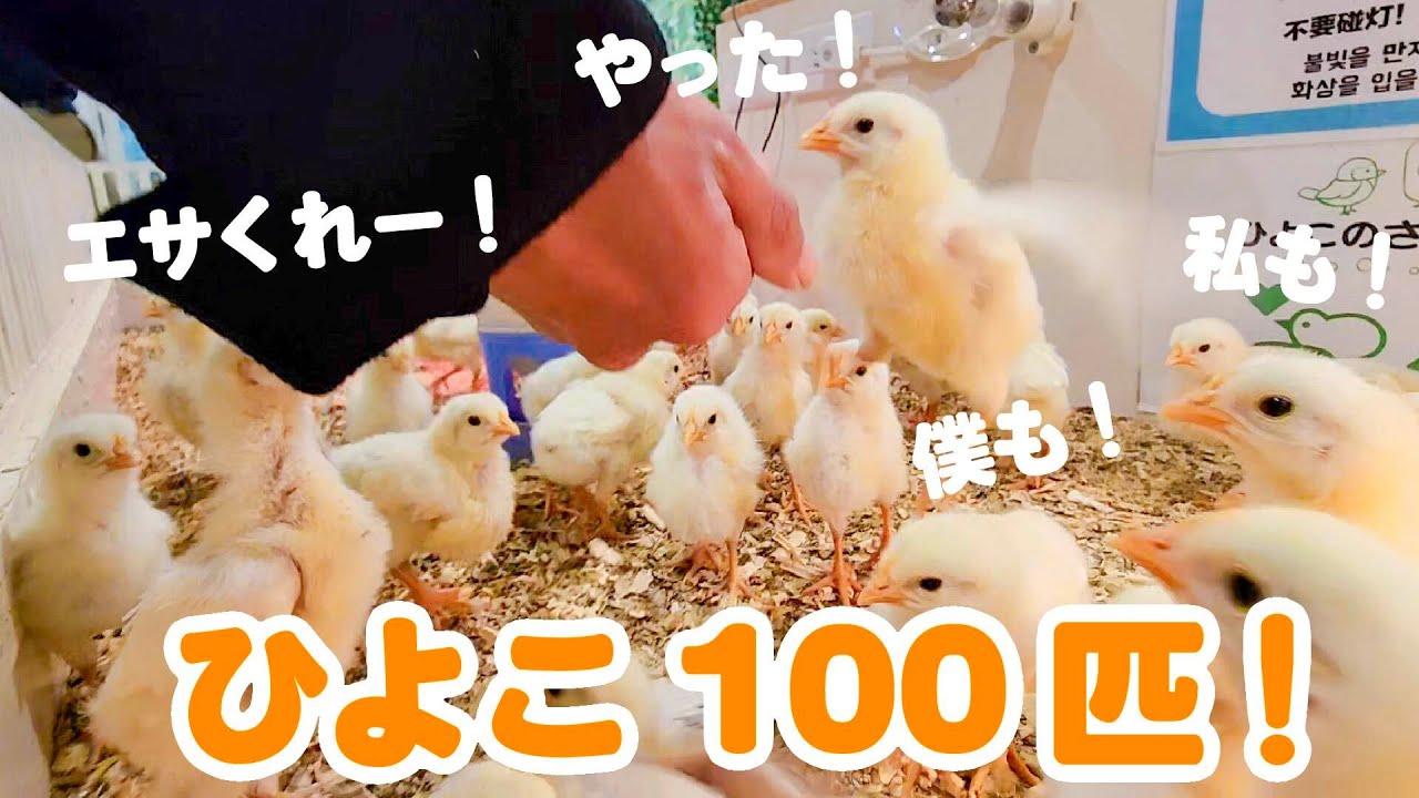 ひよこ約100匹のエサやりがカオス過ぎました