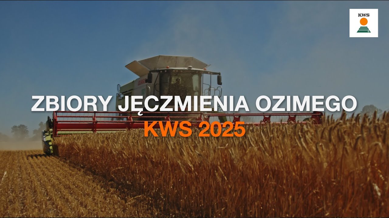 Zbiory jęczmienia ozimego KWS 2025!🚜🌾