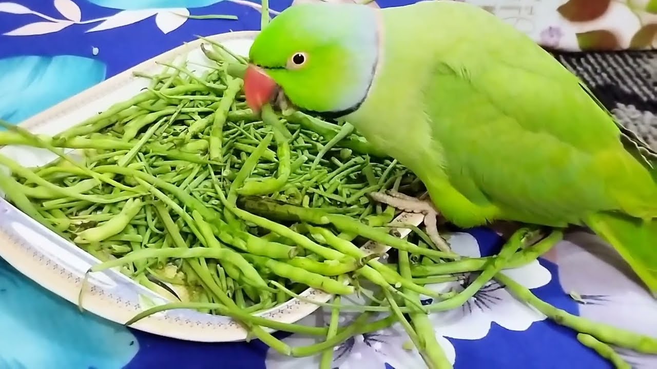 Talking Parrot!bolny wala tota! 🦜Aj mithu ne mungry khae...or Ami k bi jaga diya!@parrotkiduniya9740