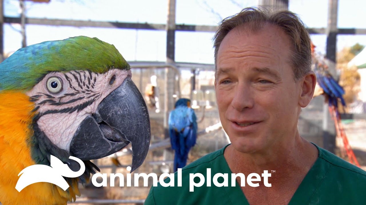 Visita médica a santuário de aves exóticas | Veterinário das montanhas | Animal Planet Brasil