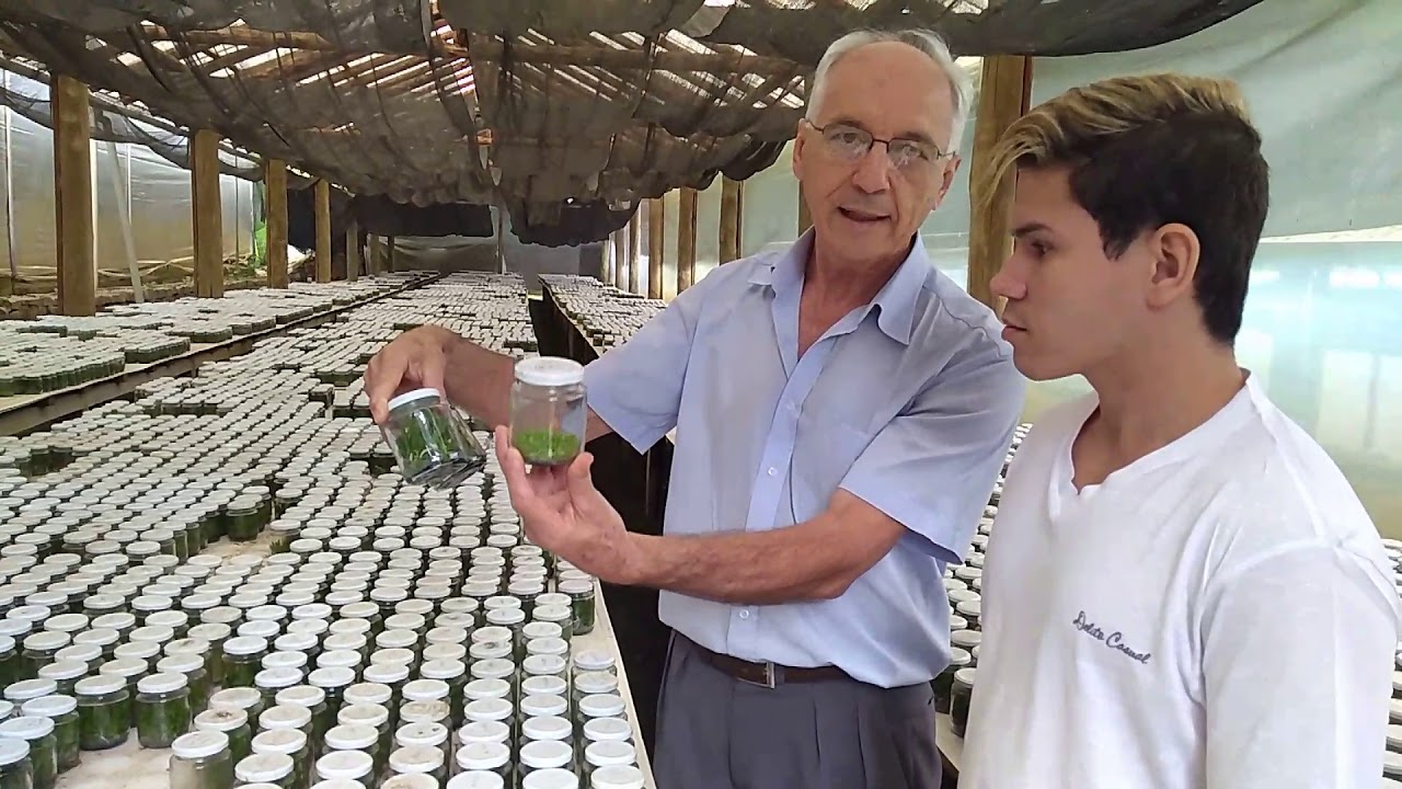 Laboratório Viridescens em Venda Nova do Imigrante - REPRODUÇÃO de ORQUÍDEAS - Dr. Aloísio Falqueto
