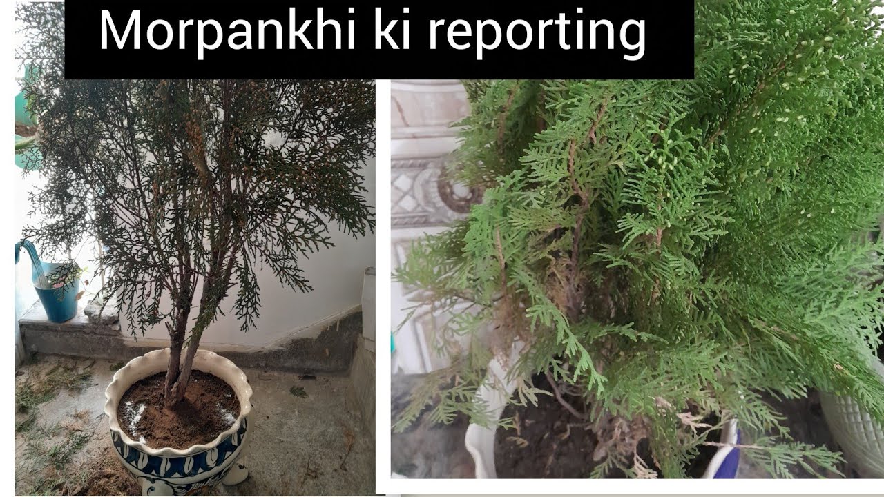 मोरपंखी की reporting ऐसे करे कभी पौधा खराब नही होगा।