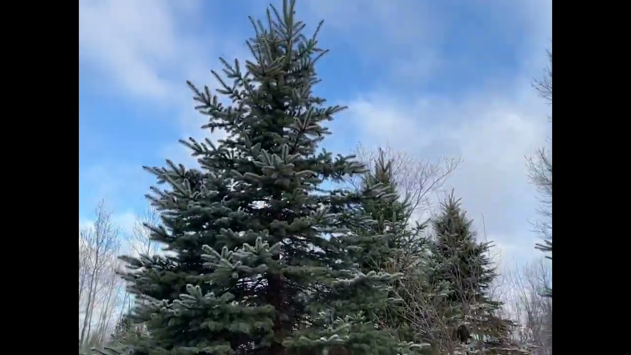 WHY YOU SHOULD PLAND NORWAY SPRUCE TREES NORWAY SPRUCE SEEDLING TO TREE- IB2 Journal Entry 04/19/22