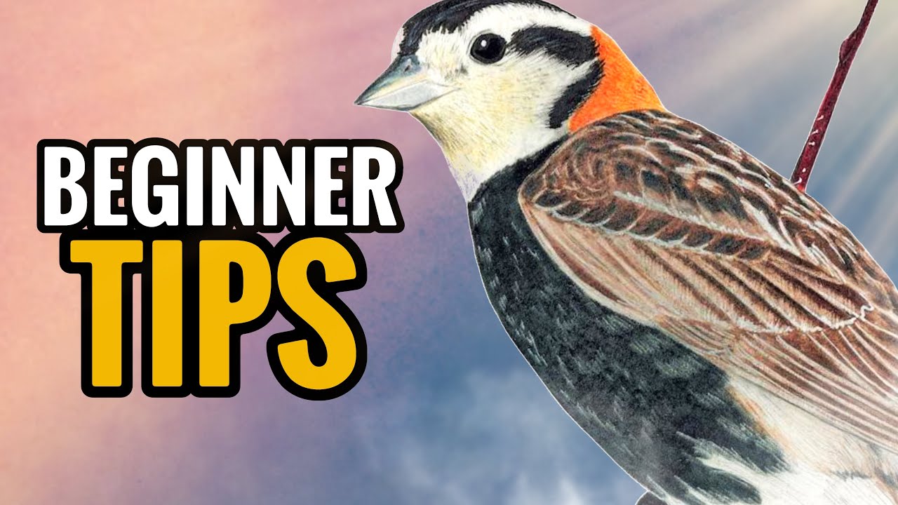 WINGSPAN Strategy Guide Tips for beginners