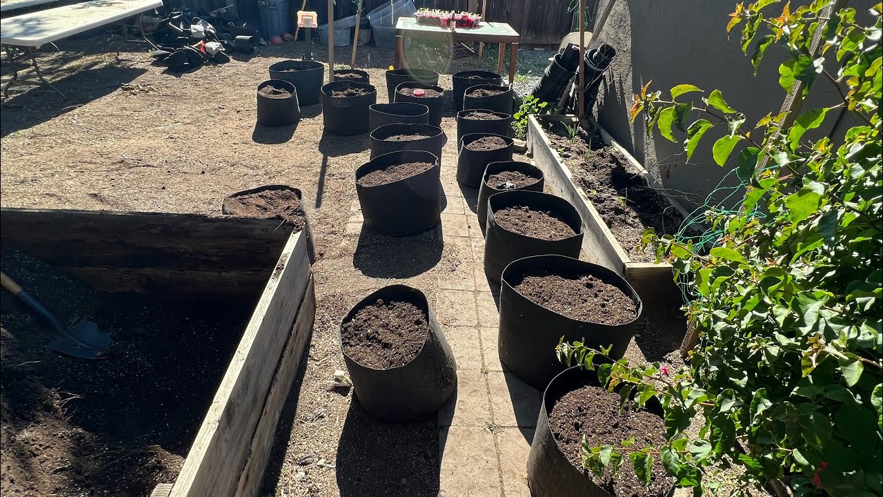 Outdoor cannabis grow 2022