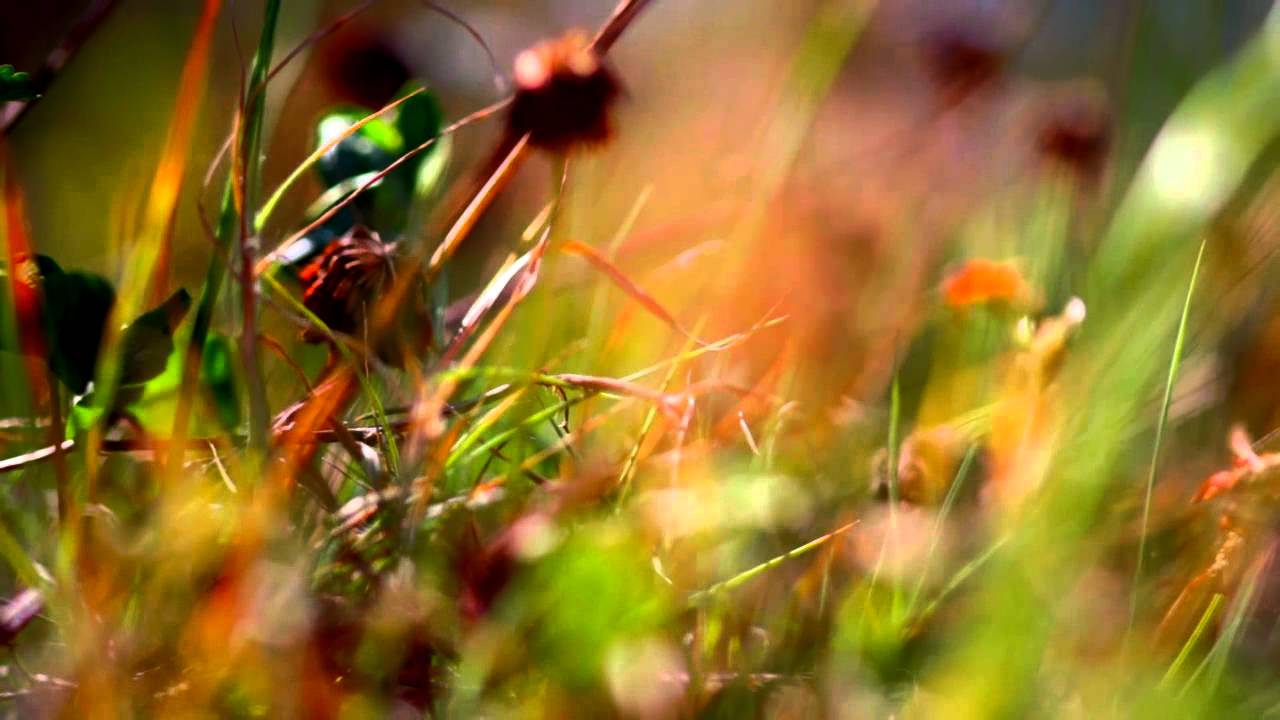 Canon 5d Mk2 Macro test