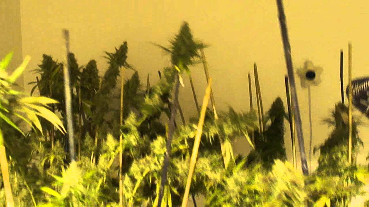 Attitude Seedbank Freebies