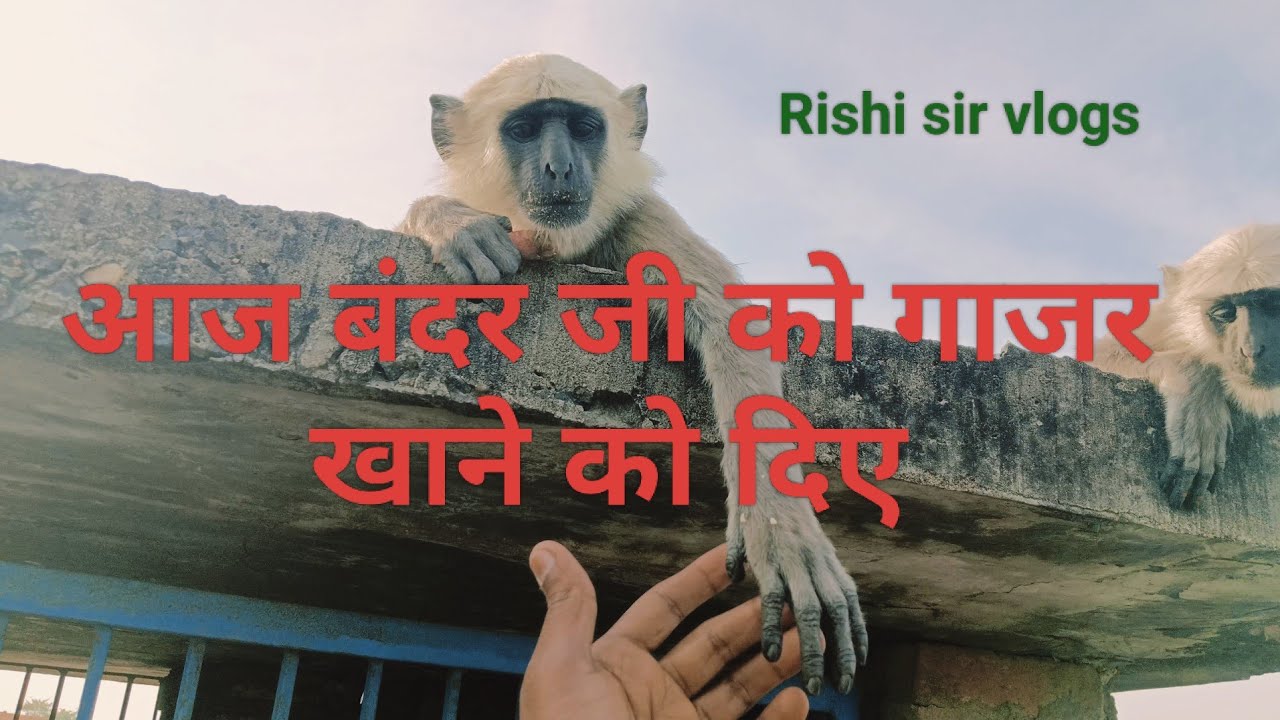 हनुमान जी को गाजर खिलाए @Rishisirvlogs 