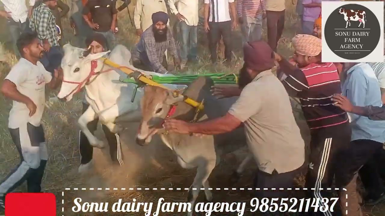 ਖੀ ਰੇ ਤੇ ਦੁਗੇ ਬੱਛੇ ਦੀਆਂ ਕਰਵਾਈਆਂ ਗਈਆਂ ਦੌੜਾਂ ਪਿੰਡ ਚੈੜੀਆਂ ਜਿਲਾਂ ਰੋਪੜ ਵਿਖੇ।