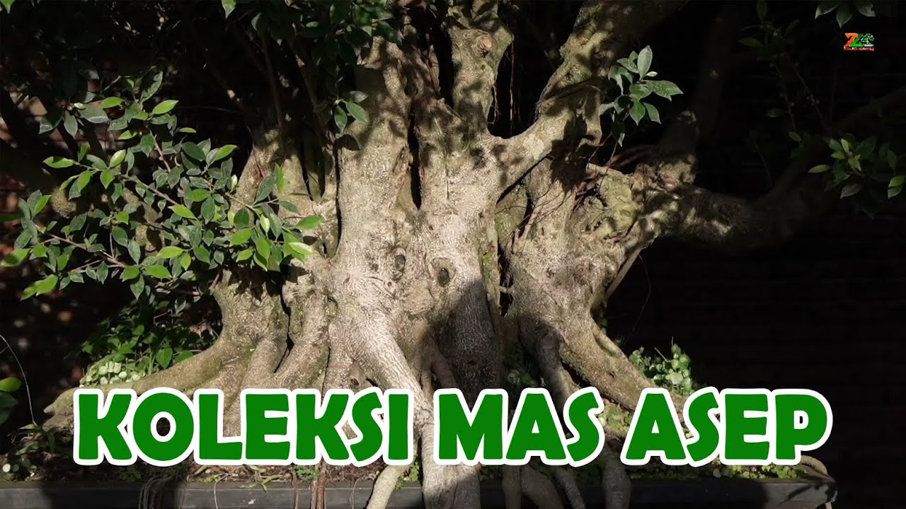 KOLEKSI MAS ASEP 