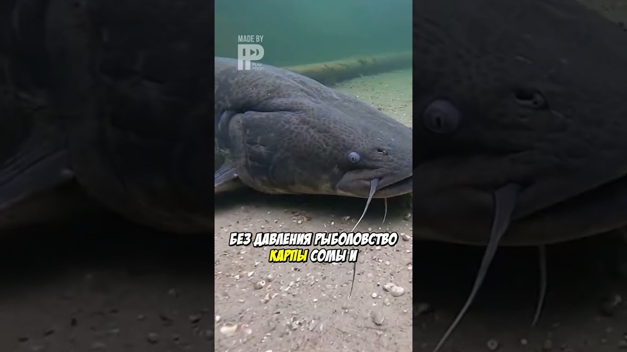 Гигантские Рыбы В Водах Чернобыля: Камера Зафиксировала!