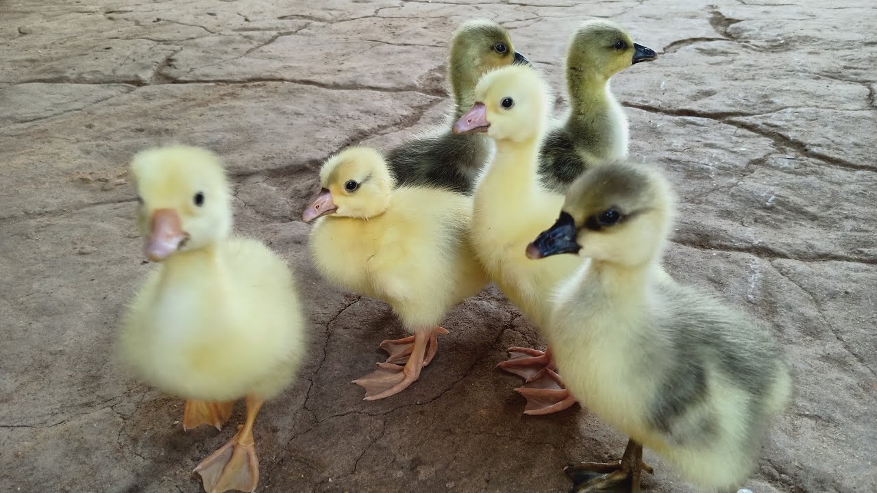 Rajhans Chicks in my Farm l राजहंस के चूजे l Indian Rajhans Chicks @rbfarming1676
