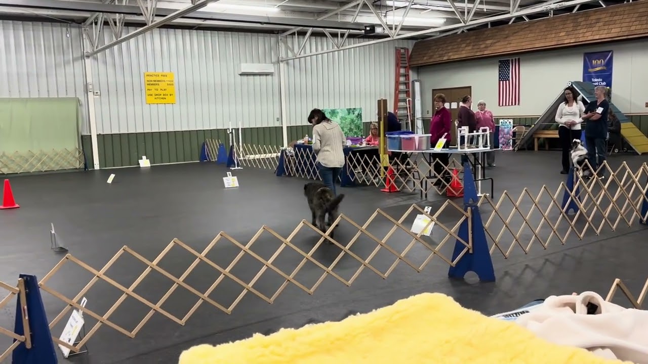 Stella Rally Toledo Kennel Club Sunday 