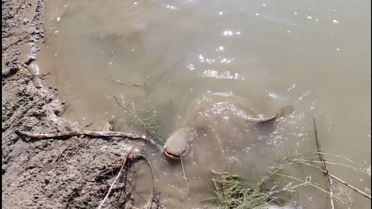 Pescuit sălbatic pe apă tulbure - somn și crap
