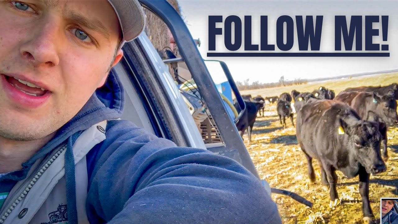 The Cows Come Home