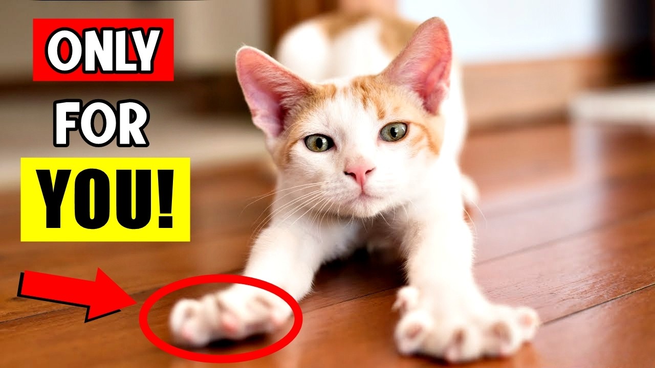 5 Things That Cats Do ONLY for Their FAVORITE Humans! (If They Do This, You Are SPECIAL!)