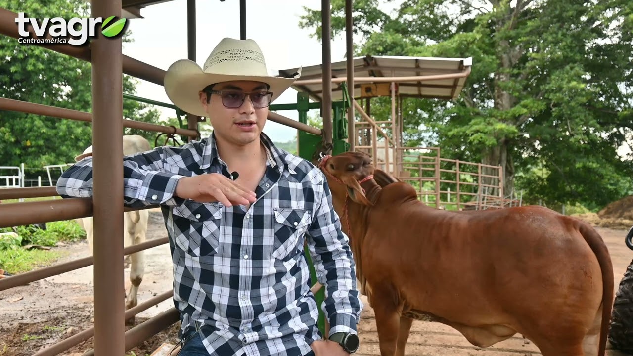 Finca Altamira en Costa Sur importante proveedor de sementales