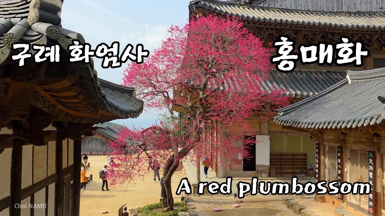홍매화 / 구례화엄사 / 국가 유산 천연기념물 / 봄의 시작 / 힐링영상 / Healing_Video