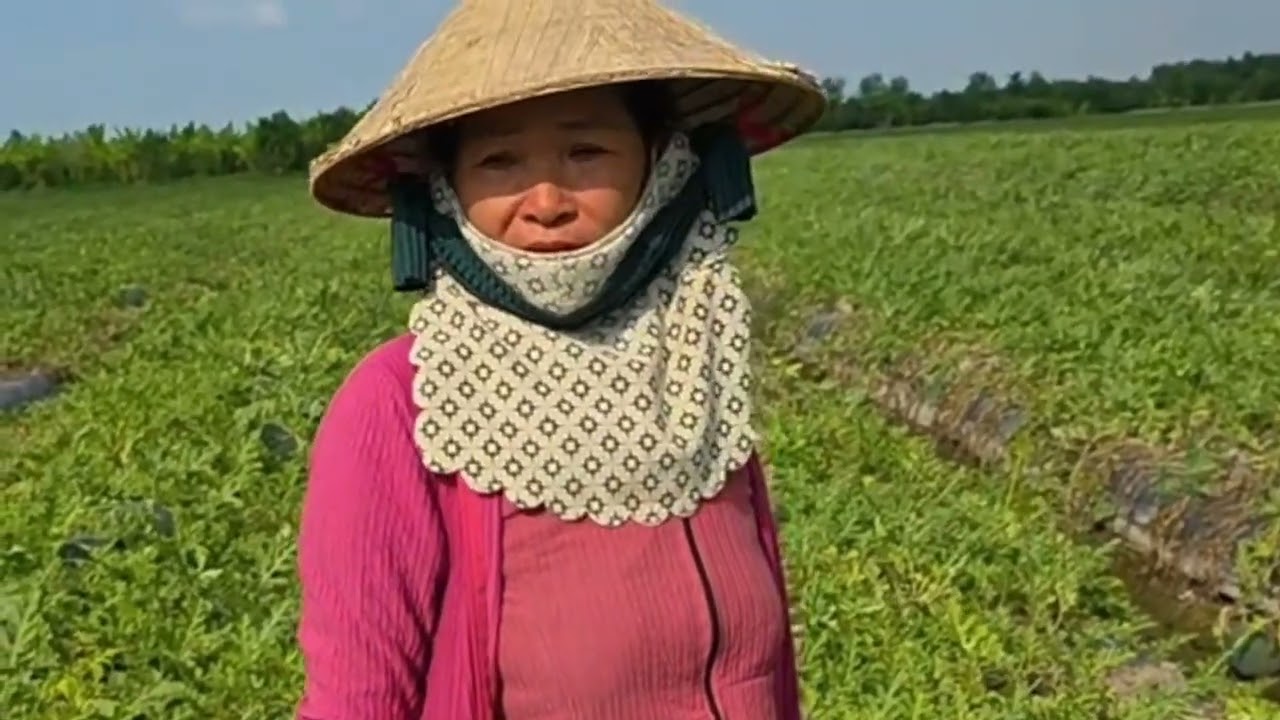 Đám Dưa Hấu Trị Giá Hàng Trăm Triệu Ở Vĩnh Long Bán Thương Lái Không Ai Mua Cầu Cứu Gấp