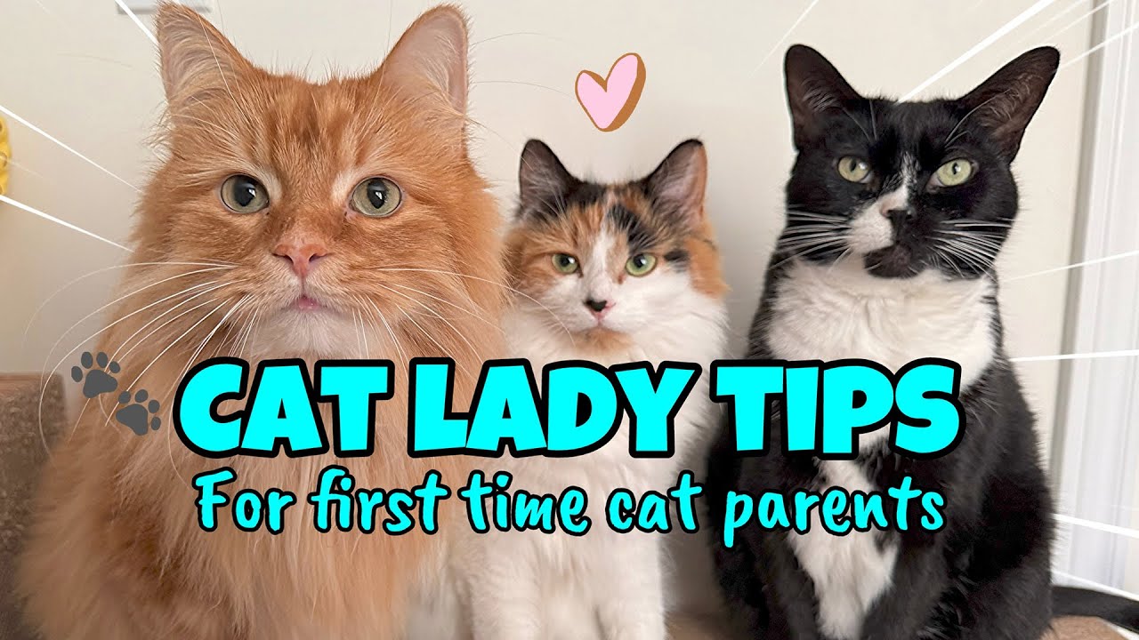 Cat Lady Tips For First Time Cat Parents 🐾