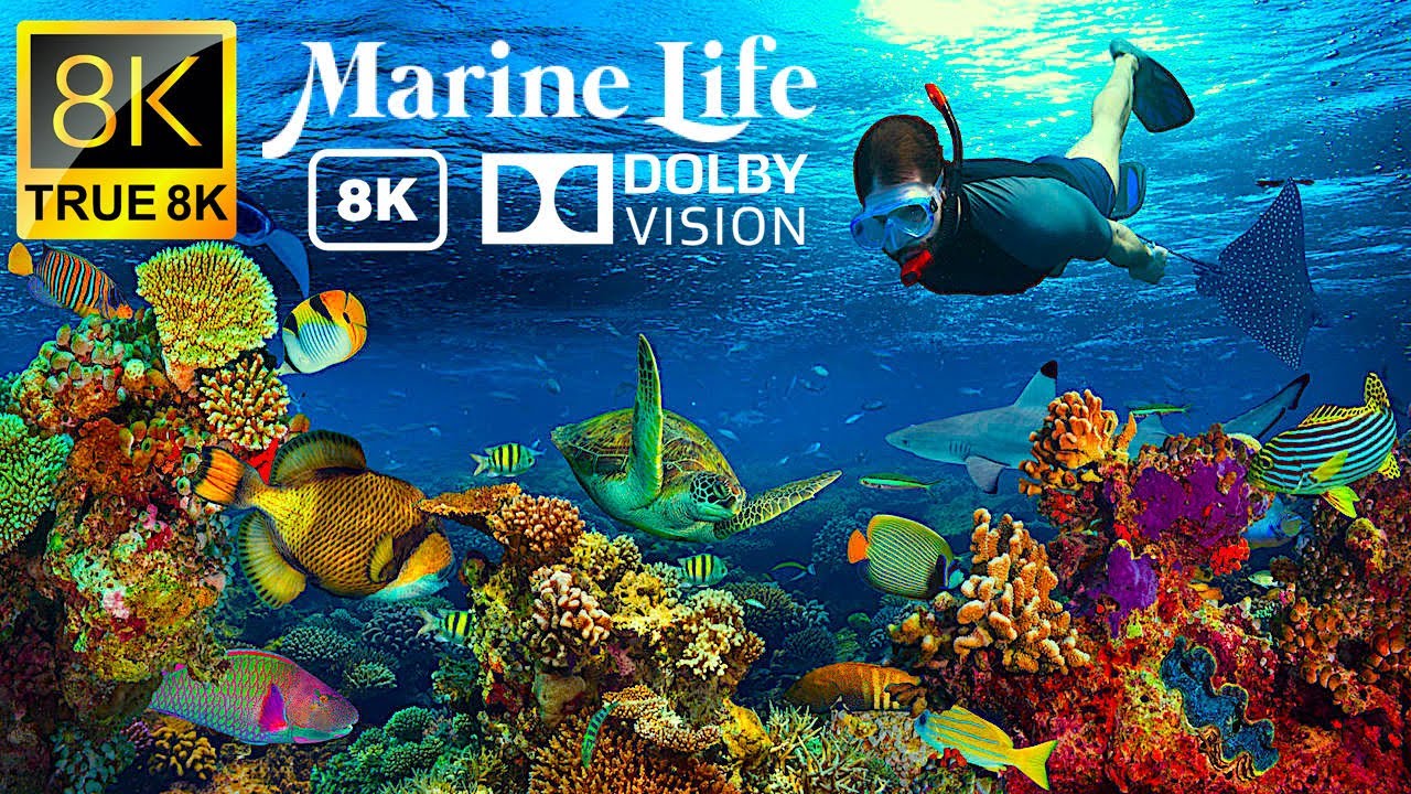 Marine Life 8K Videos Ultra HD 120 FPS | TRUE 8K - 8k UHD Videos