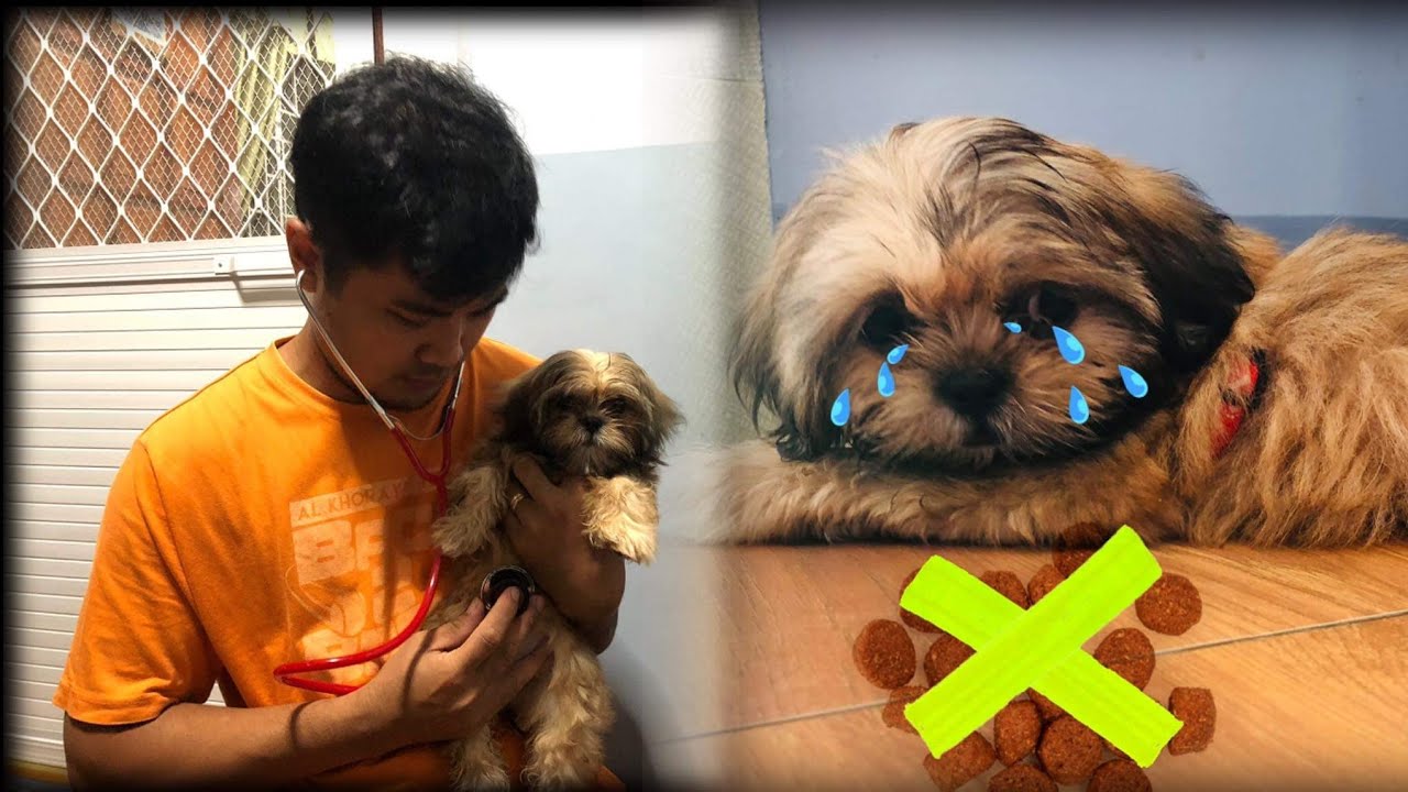 Basic Tips if your Shih Tzu don't want to Eat | #shihtzu #puppyLover