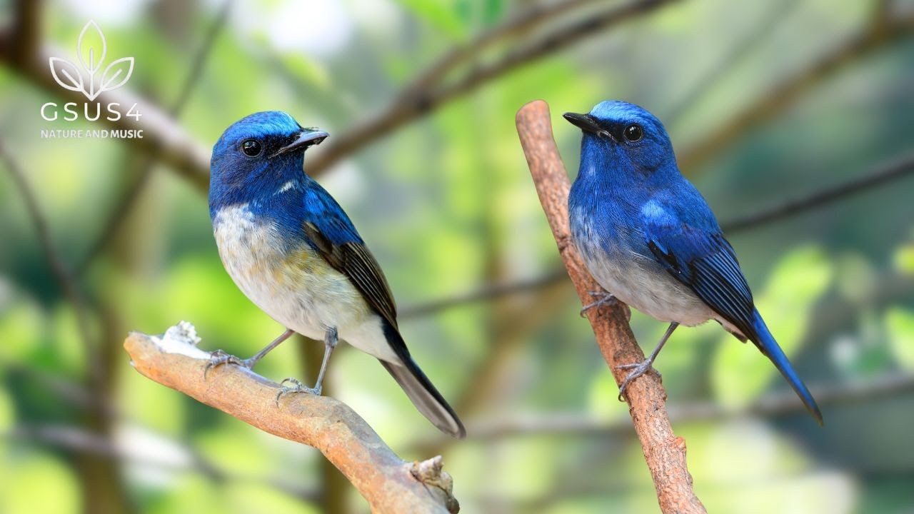 Forest Birdsong | Tranquil Nature Sounds for Restful Sleep & Focus | Gentle Birds & Peaceful Rest