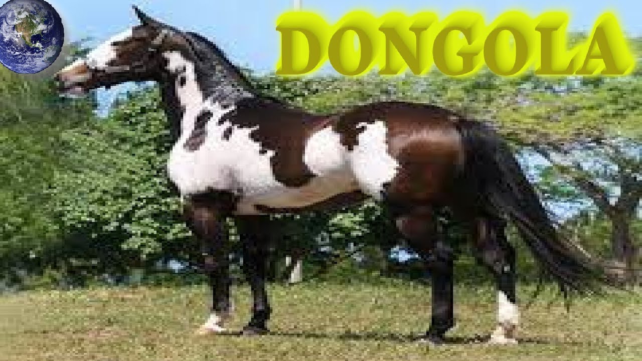 TOP Beautiful Dongola Horse in the World!