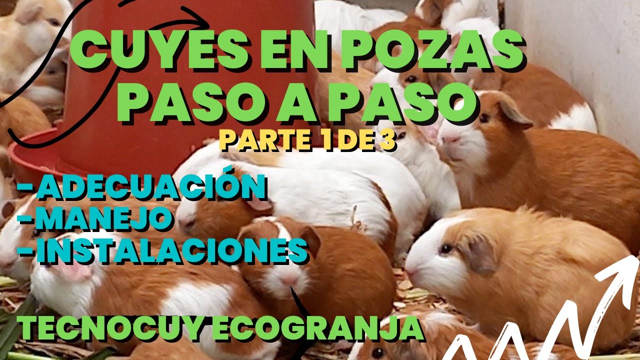 CUYES EN POZAS  -  parte 1 de 3 -  PASO A PASO -TODO SOBRE LA PRODUCCIÓN