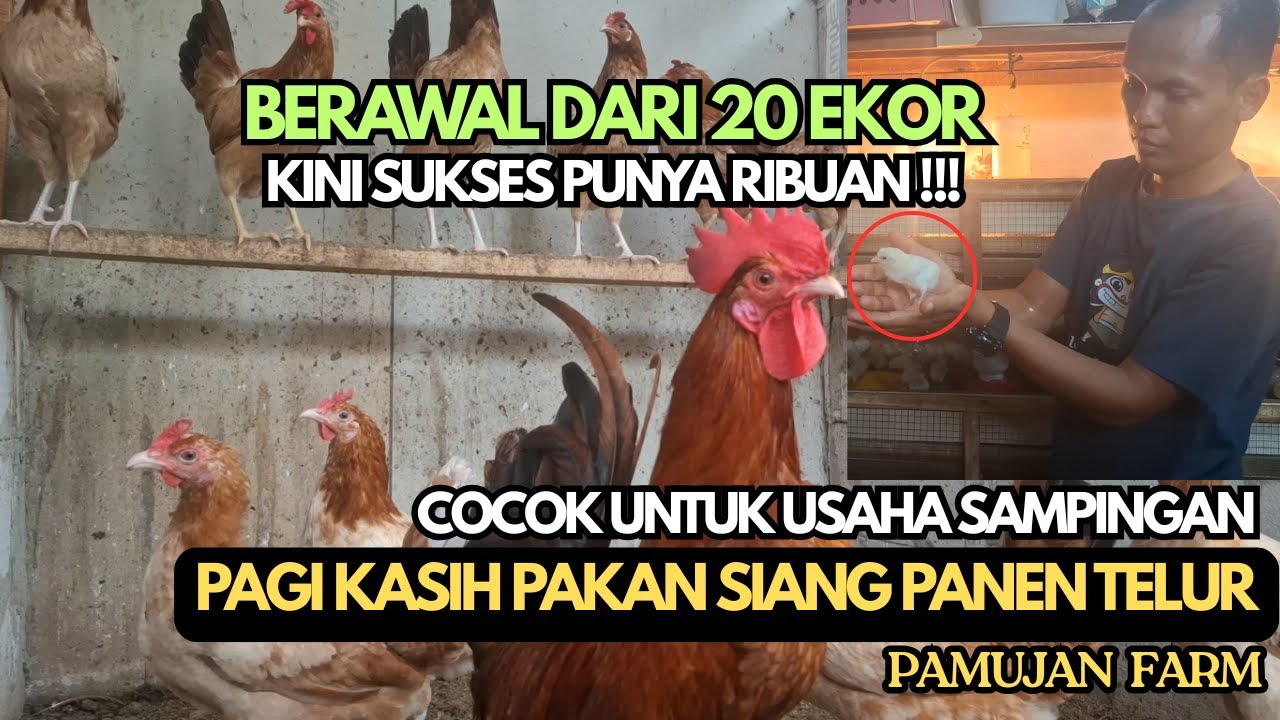 PRODUKTIFITAS TELUR TINGGI | PROSPEK BUDIDAYA AYAM ELBA SKALA RUMAHAN