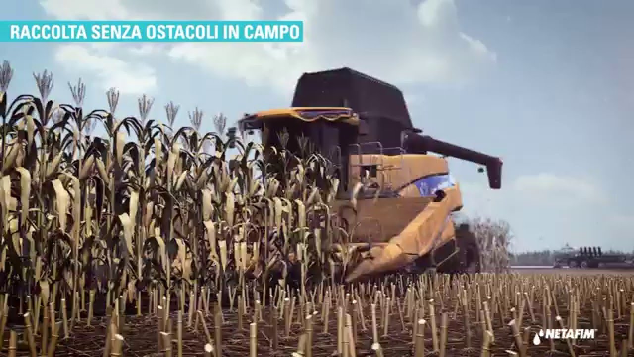L'irrigazione a goccia del mais in Italia – Soluzioni e vantaggi