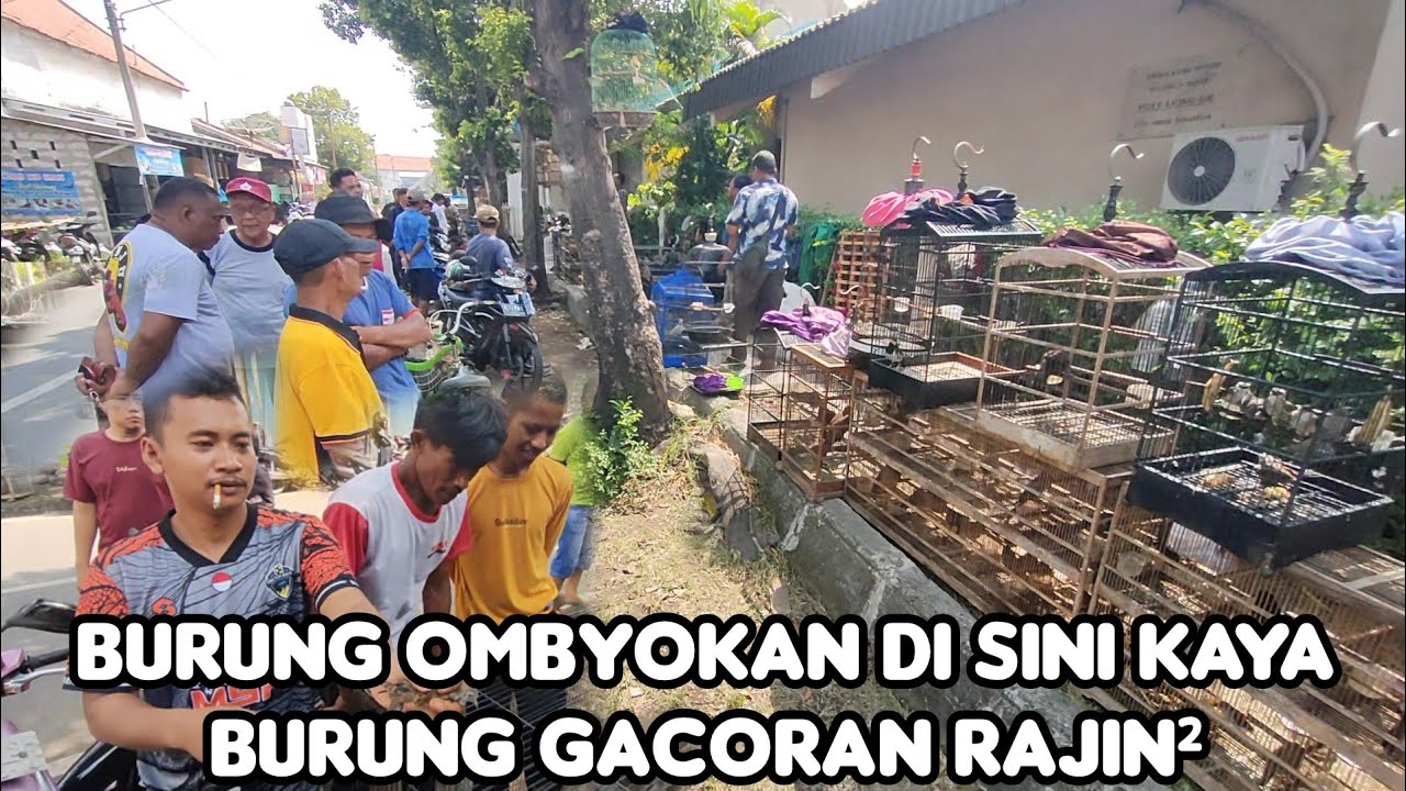 BURUNG OMBYOKAN DI SINI KAYA BURUNG GACORAN RAJIN²