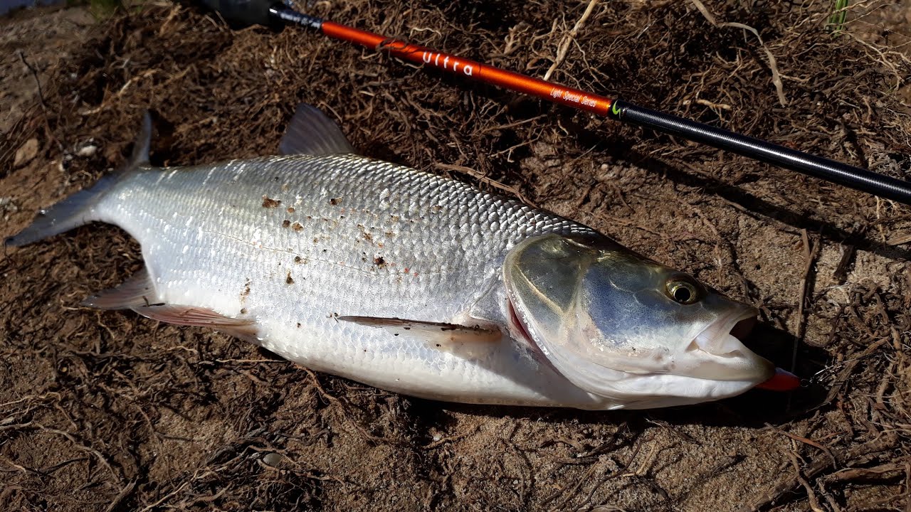 ЭТОТ ВОБЛЕР - УБИЙЦА ЖЕРЕХА! На что ловить жереха по большой воде?