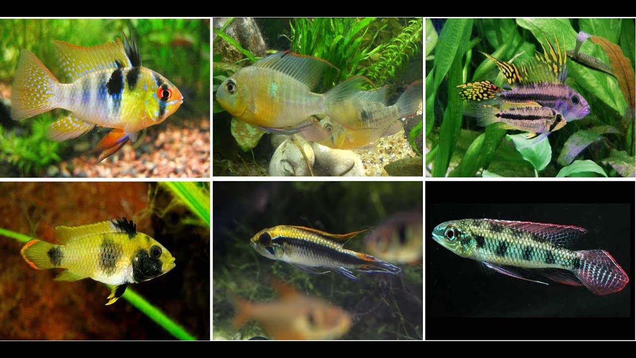 Beautiful Dwarf Cichlids Fish For Aquarium