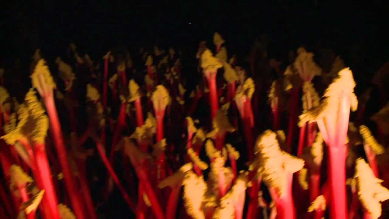 The Rhubarb Triangle