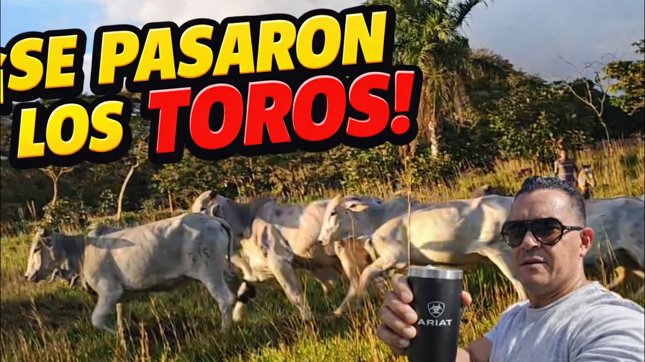 Pasando toros. 