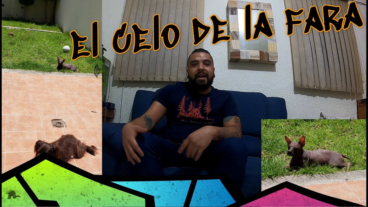 CELO EN XOLOITZCUINTLES - NOWELLSON