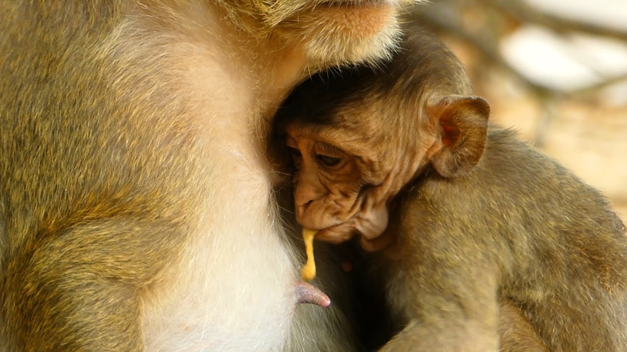 OMG! what happened with baby he is vomiting when drinking milk?