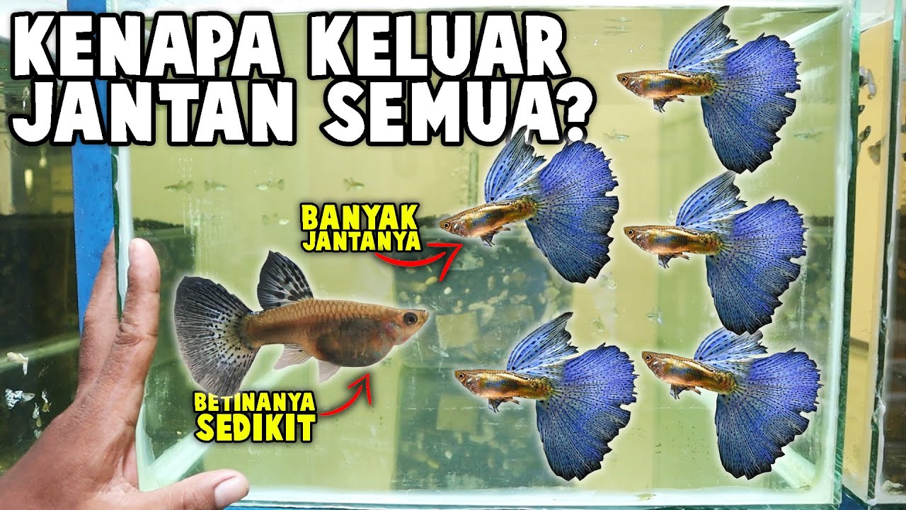 Cara Agar Anakan Ikan Guppy Keluar Banyak Jantanya!! Tutorial Perkawinan Ikan Guppy...