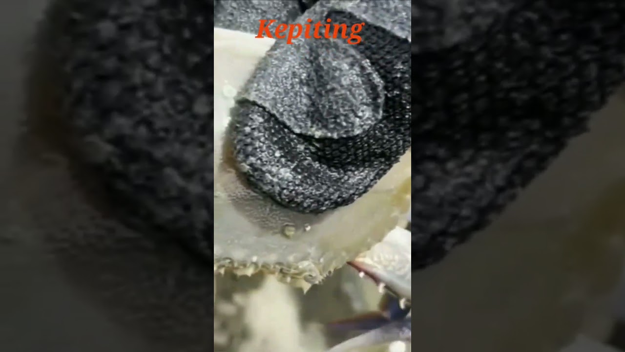 Panen Kepiting Lagi Saat Air Laut Surut #tepipantai #kepiting #seafood