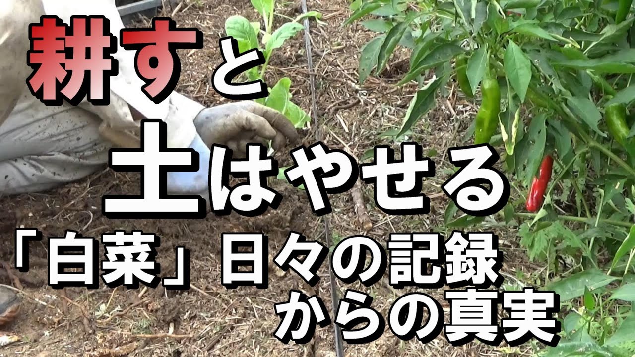 【自然農】耕すと土は痩せる　「白菜」日々の成長記録が示す真実