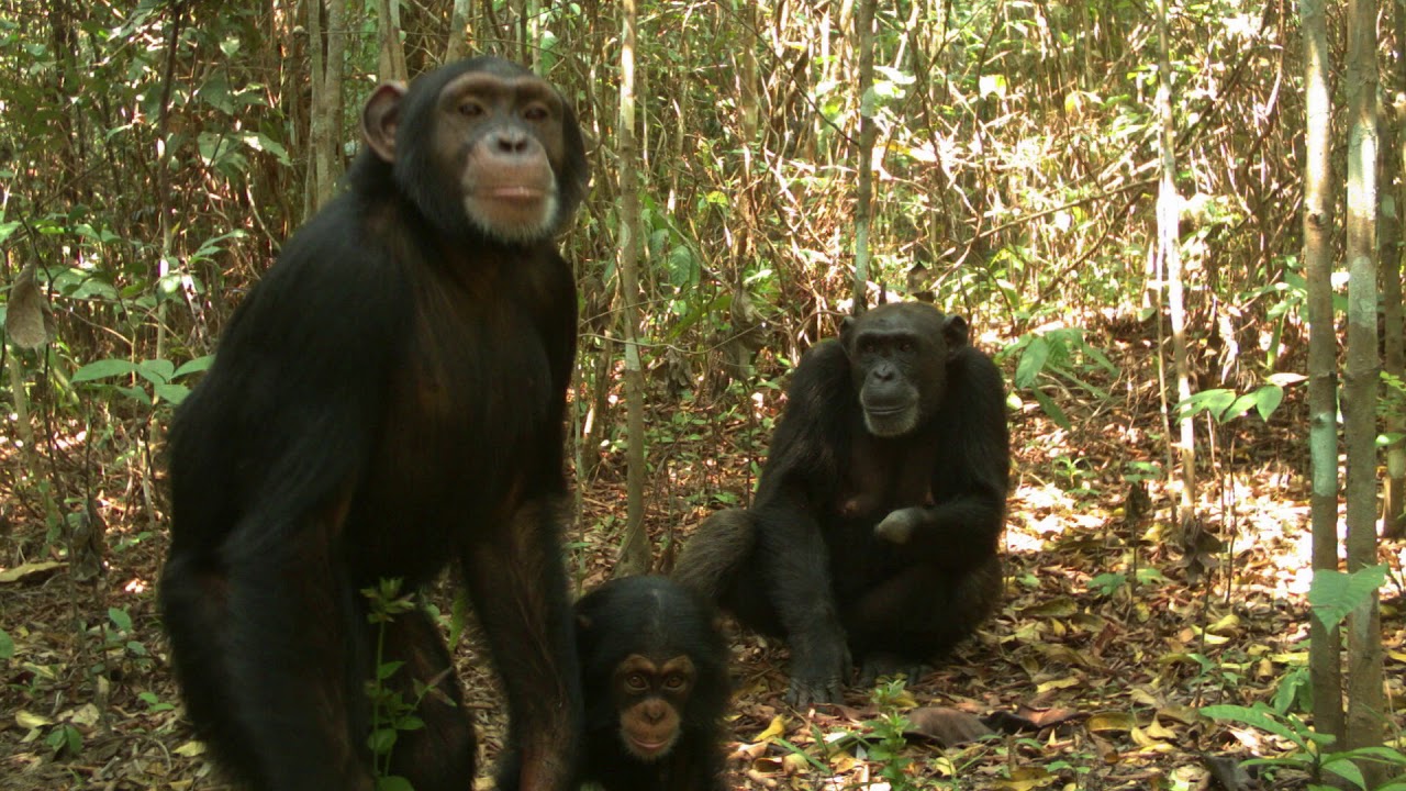 Study of chimpanzees in a degraded landscape