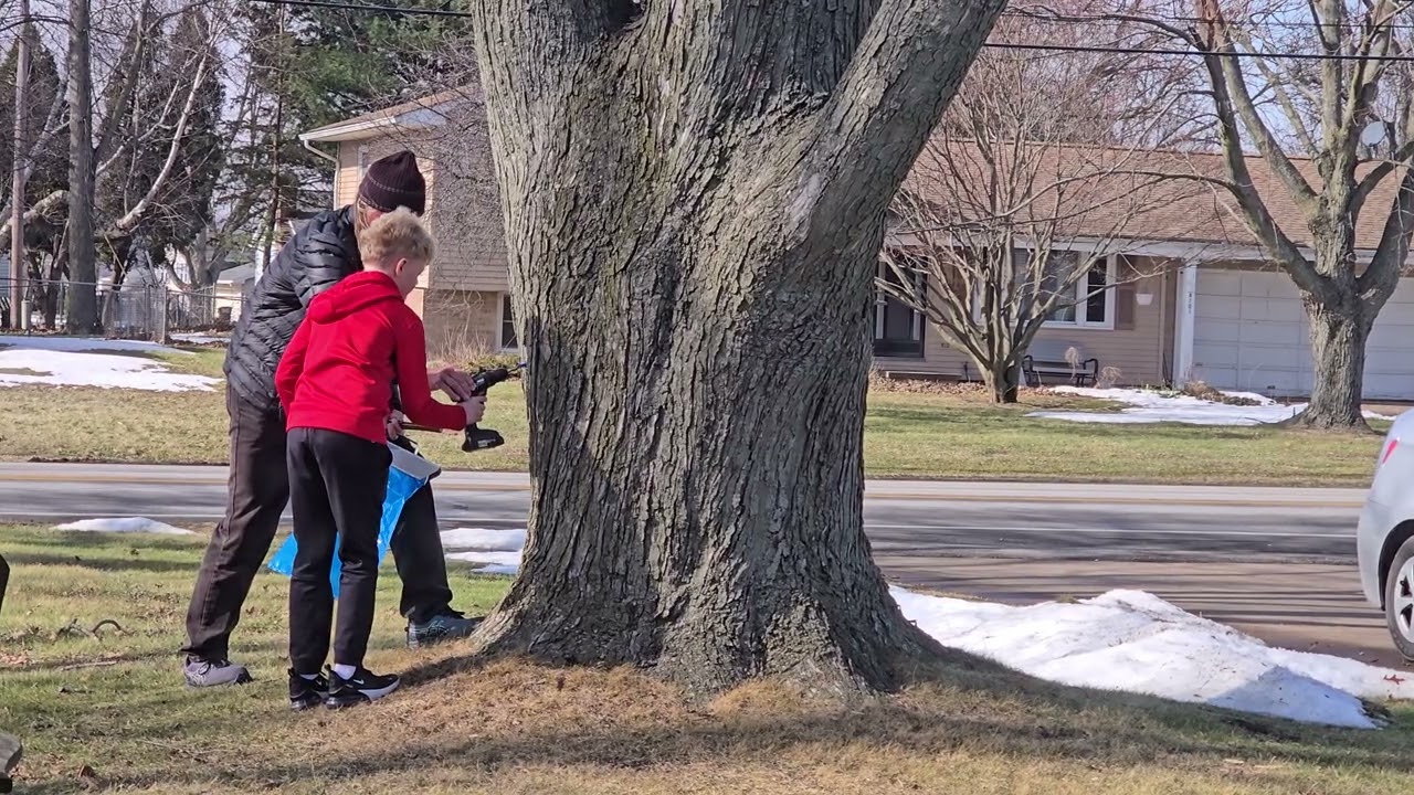 Tapping a maple tree for syrup
