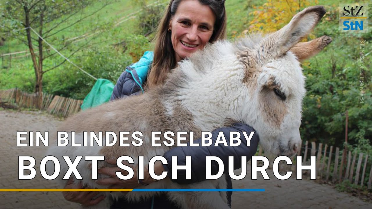 Das blinde Eselbaby Caillou boxt sich ins Leben