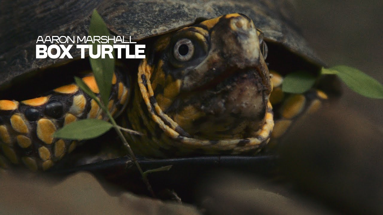Aaron Marshall - Box Turtle