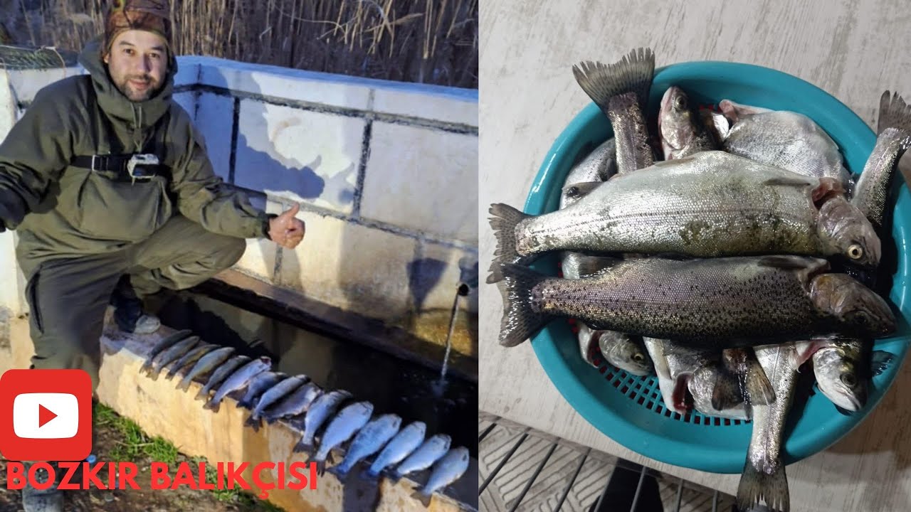 26/12/2024  ALABALIK AVI  #alabalıkavı #trout #salmon #berkleyfishing #renatcarp #fish
