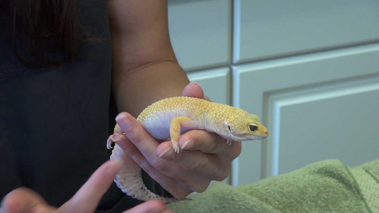 How to Administer Injectables into a Reptile - Leopard Gecko
