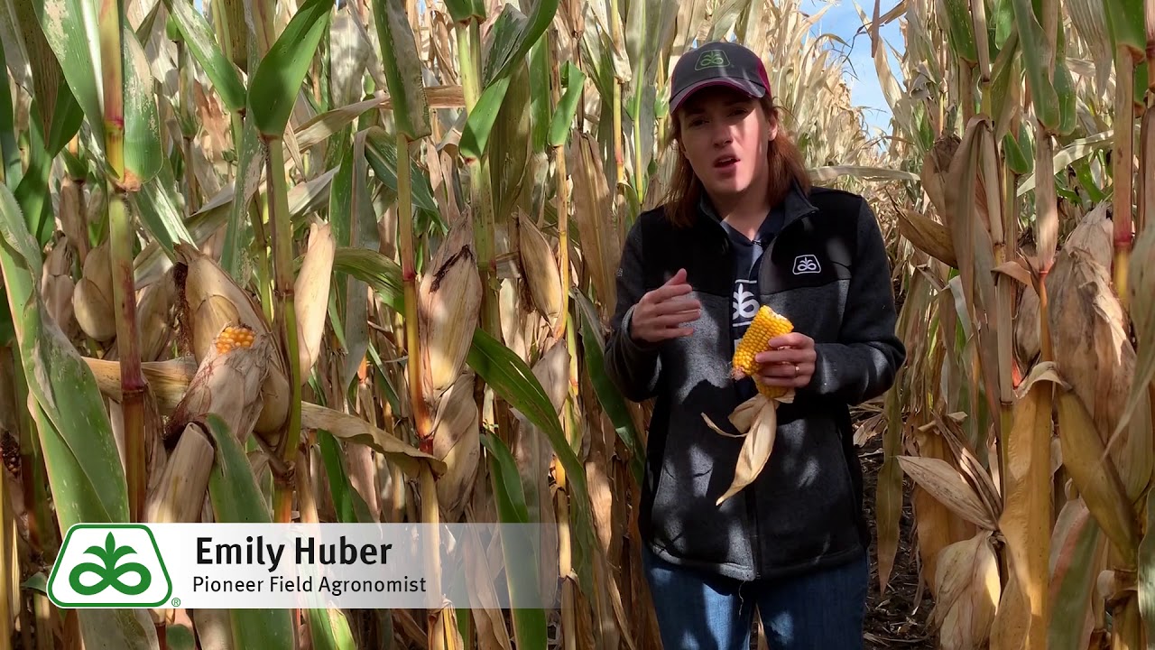 Fall Frost in Corn
