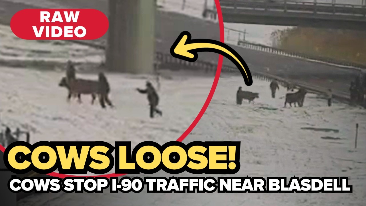 Udder chaos: Cows take over the NYS Thruway